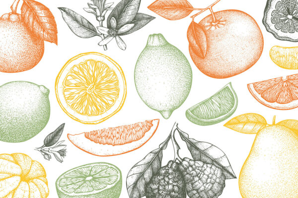 Un modello di frutti diversi Un modello di frutti diversi