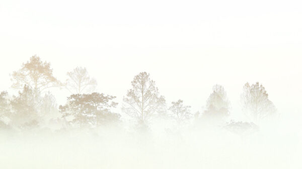 Alberi nella nebbia Alberi nella nebbia