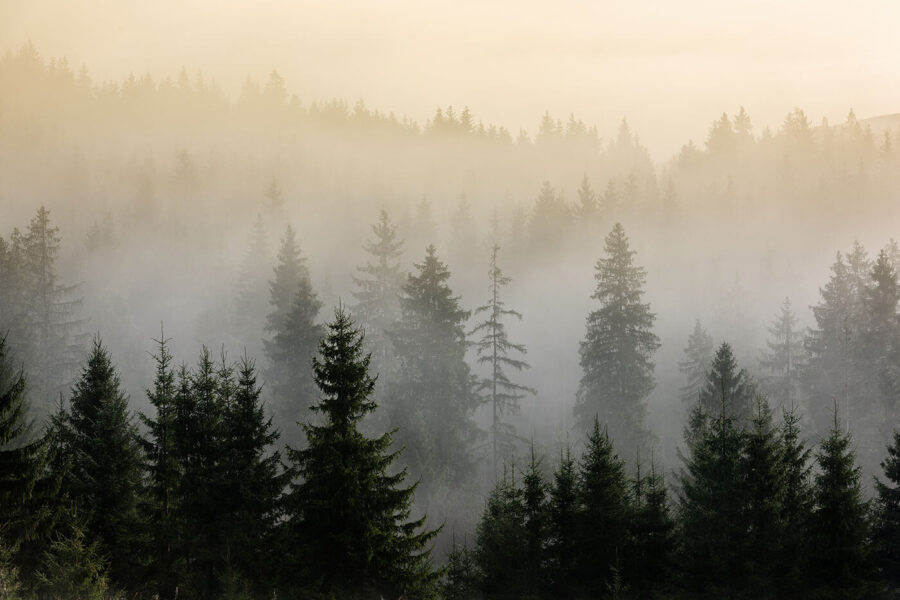 Foresta nebbiosa con alberi