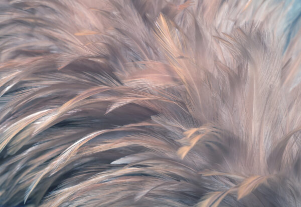 Texture di piume morbide e delicate. Texture di piume morbide e delicate.
