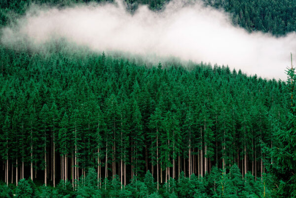 Una foresta di alberi con la nebbia Una foresta di alberi con la nebbia