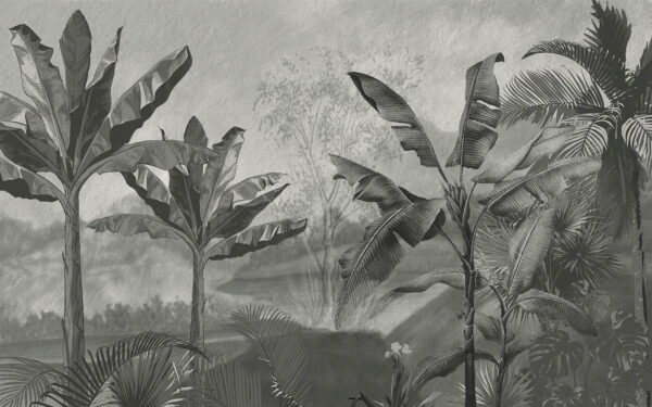 Black and white image of a tropical forest