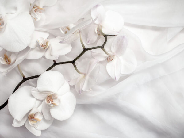 Orchidee bianche su tessuto bianco Orchidee bianche su tessuto bianco