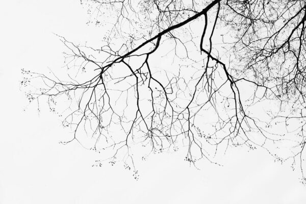 Ramo di albero senza foglie Ramo di albero senza foglie