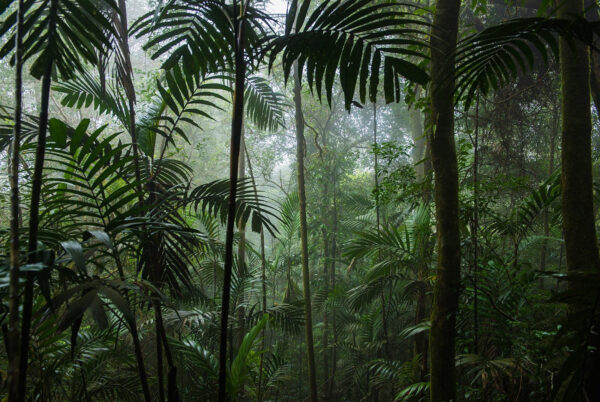 Foresta fitta con alberi ad alto fusto Foresta fitta con alberi ad alto fusto