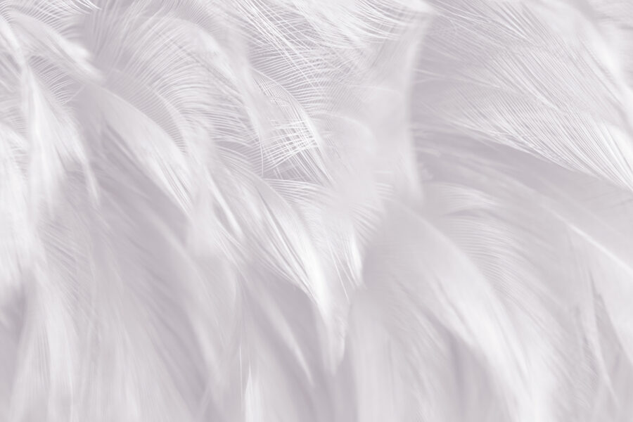Delicate piume che si fondono dolcemente tra loro.