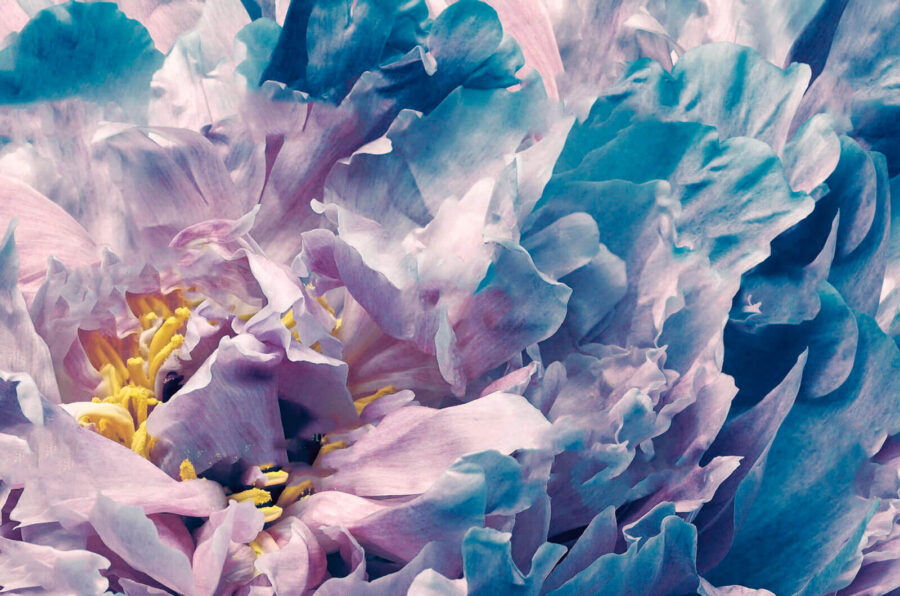 Delicati petali dalle tonalità tenui Delicati petali dalle tonalità tenui