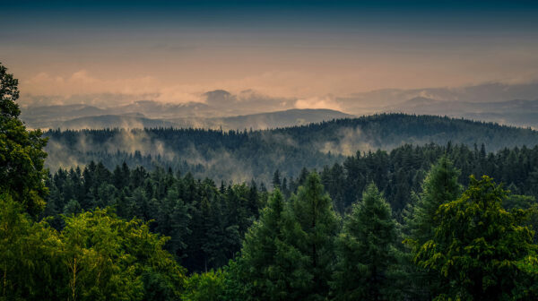 Foresta con nebbia e nuvole Foresta con nebbia e nuvole