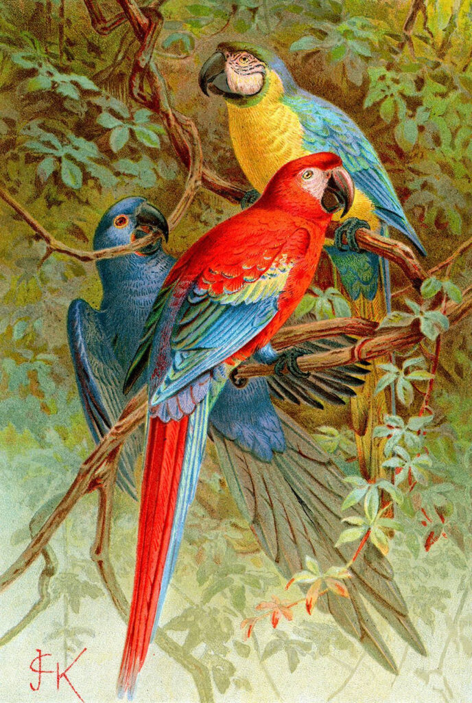 Gruppo di uccelli colorati su un ramo d'albero Gruppo di uccelli colorati su un ramo d'albero