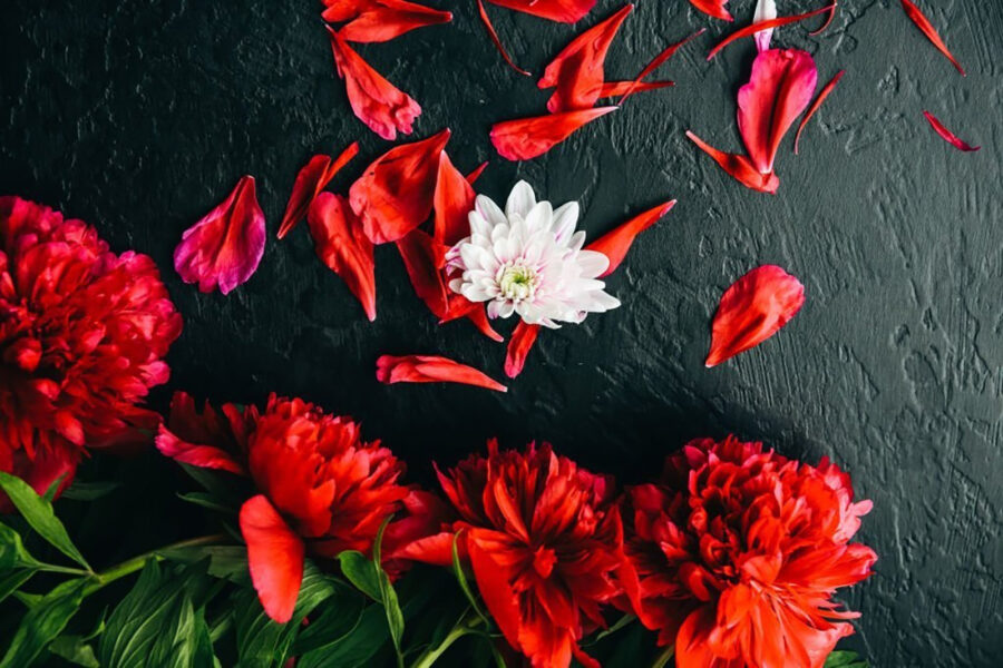 Gruppo di fiori rossi con petali su una superficie nera