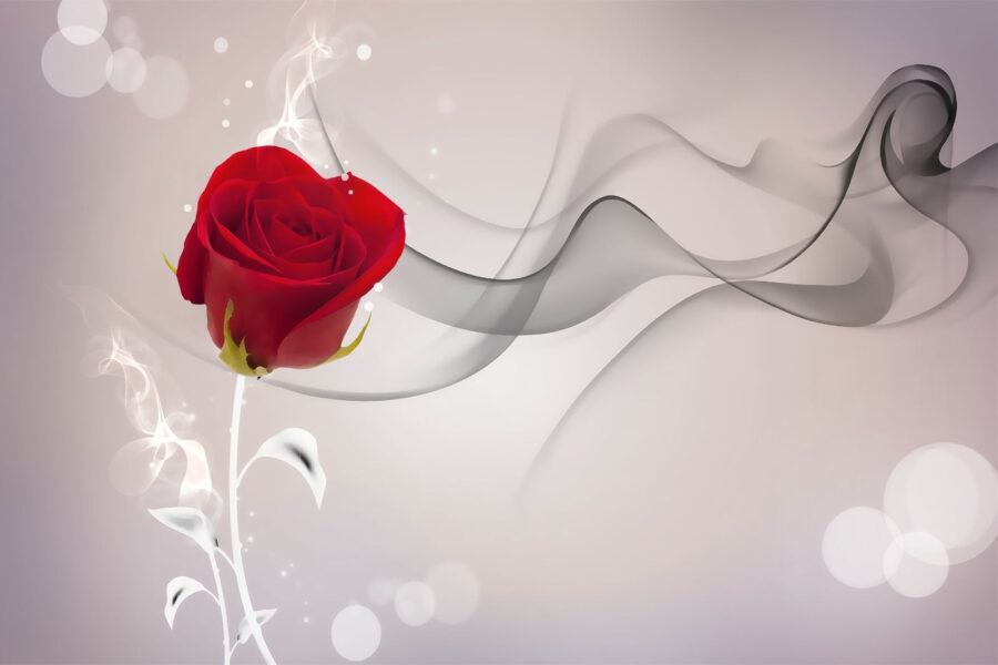 Rosa rossa con fumo