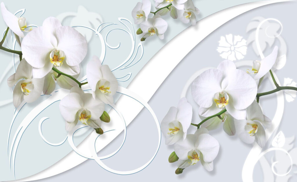 Bellissime orchidee su uno sfondo morbido Bellissime orchidee su uno sfondo morbido