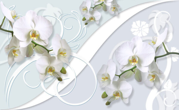 Bellissime orchidee su uno sfondo morbido Bellissime orchidee su uno sfondo morbido