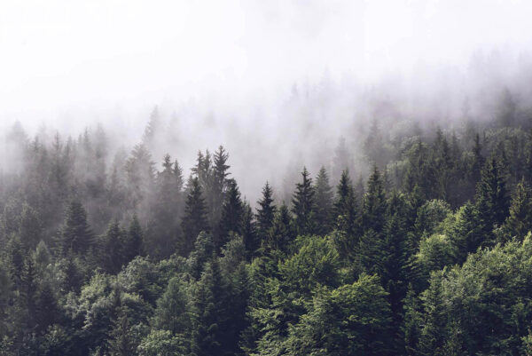Foresta di alberi con nebbia Foresta di alberi con nebbia