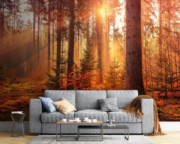 Il sole che illumina gli alberi Il sole che illumina gli alberi