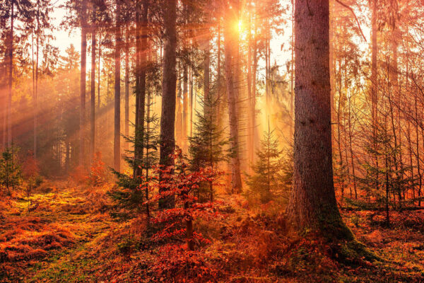 Il sole che illumina gli alberi Il sole che illumina gli alberi