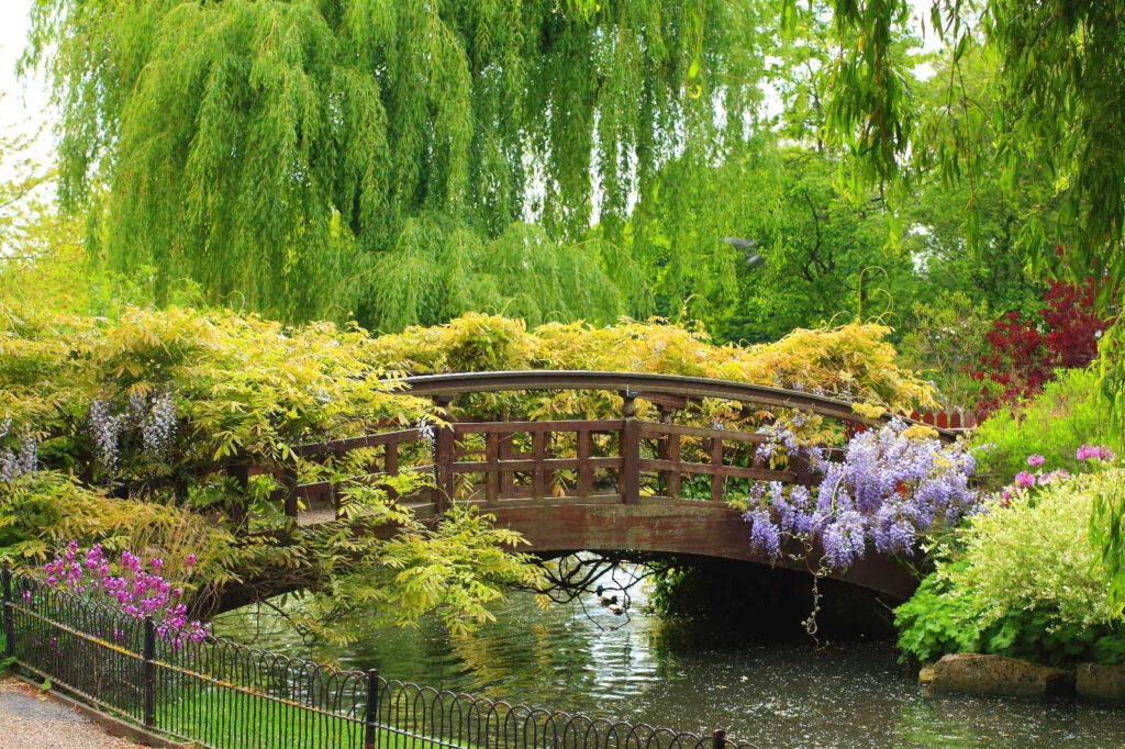 Ponte sull'acqua con alberi e piante Ponte sull'acqua con alberi e piante