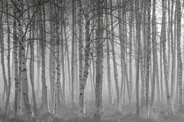 Gruppo di alberi in una foresta Gruppo di alberi in una foresta