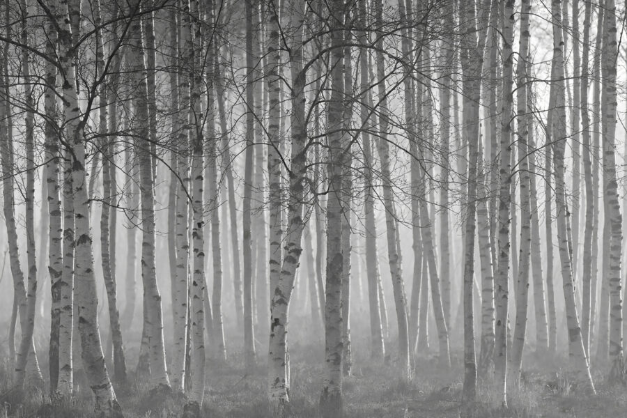 Gruppo di alberi in una foresta Gruppo di alberi in una foresta
