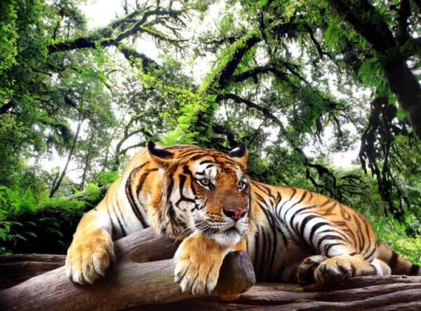 Tigre sdraiata su un tronco Tigre sdraiata su un tronco