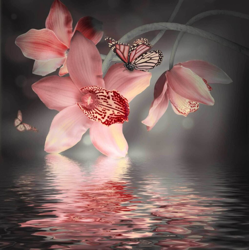 Orchidee rosa e farfalle su un ramo Orchidee rosa e farfalle su un ramo