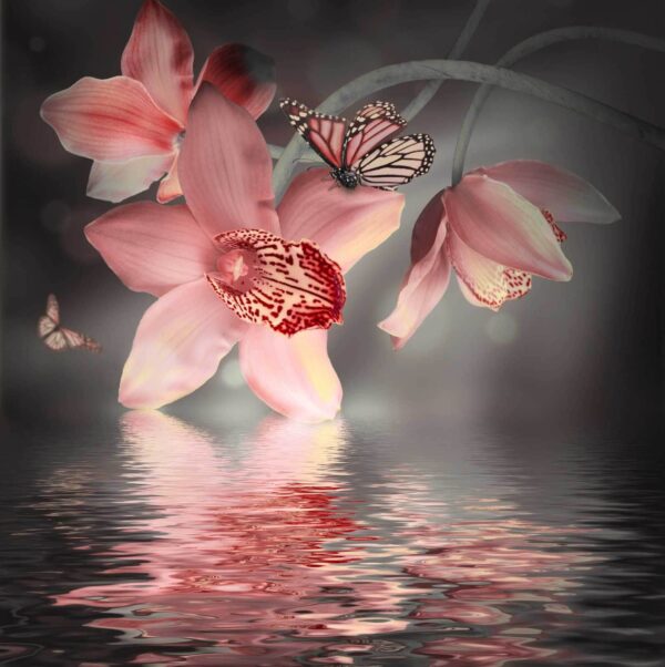 Orchidee rosa e farfalle su un ramo Orchidee rosa e farfalle su un ramo