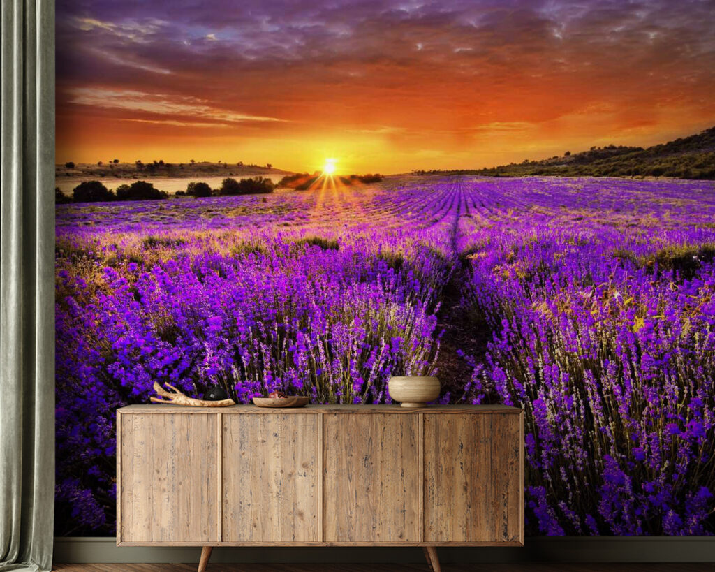 Field of purple flowers Field of purple flowers