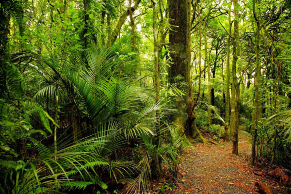 Sentiero attraverso la foresta Sentiero attraverso la foresta