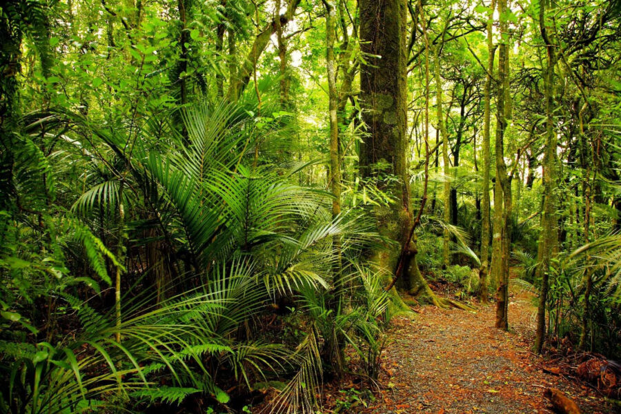 Sentiero attraverso la foresta