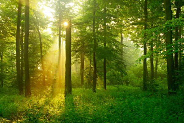 Il sole che illumina gli alberi Il sole che illumina gli alberi