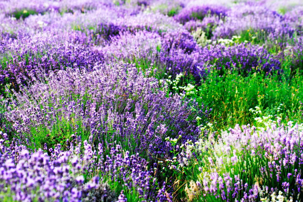 Campo di fiori viola Campo di fiori viola