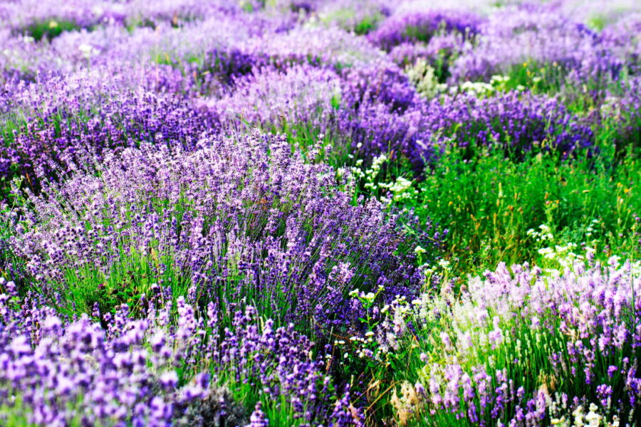 Campo di fiori viola