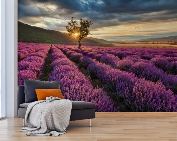 Albero in un campo di lavanda Albero in un campo di lavanda