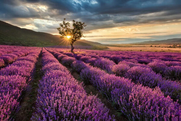 Albero in un campo di lavanda Albero in un campo di lavanda