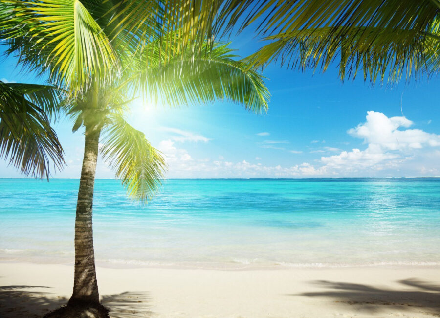 Palme sulla spiaggia Palme sulla spiaggia