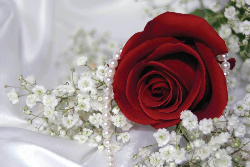Rosa rossa e fiori bianchi Rosa rossa e fiori bianchi