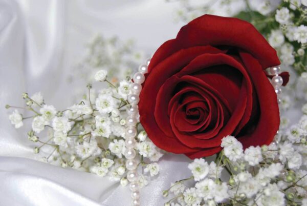 Rosa rossa e fiori bianchi Rosa rossa e fiori bianchi