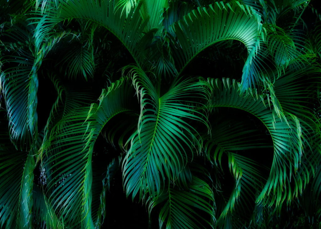 Verde lussureggiante in una tranquilla oscurità Verde lussureggiante in una tranquilla oscurità