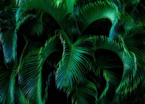 Verde lussureggiante in una tranquilla oscurità Verde lussureggiante in una tranquilla oscurità