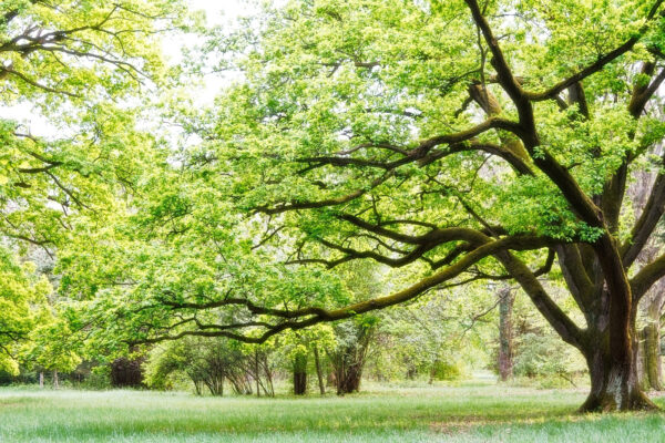 Un albero con foglie verdi Un albero con foglie verdi
