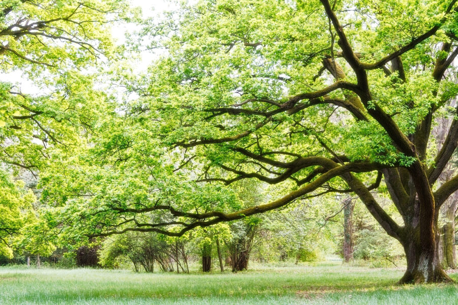 Un albero con foglie verdi