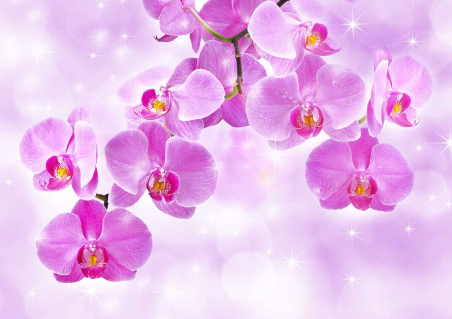 Delicate orchidee dalle tonalità tenui