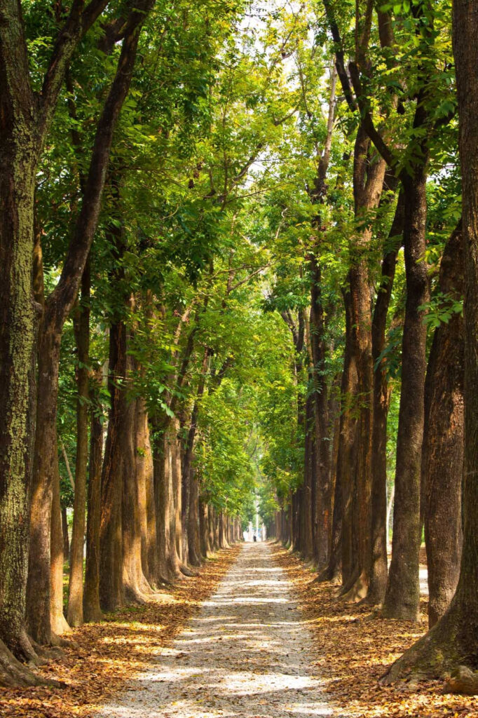 Sentiero con alberi laterali Sentiero con alberi laterali