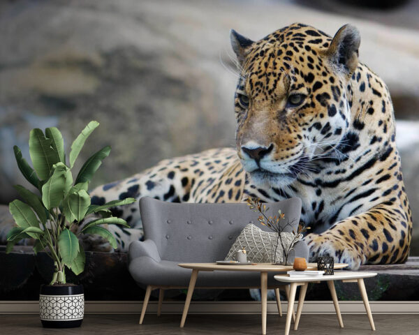 Leopardo sdraiato su una superficie di legno Leopardo sdraiato su una superficie di legno