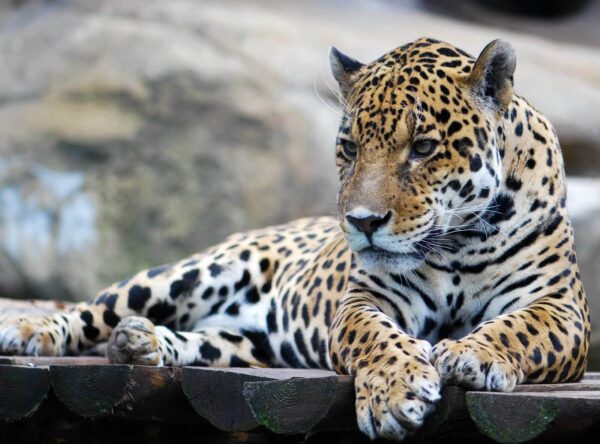 Leopardo sdraiato su una superficie di legno Leopardo sdraiato su una superficie di legno