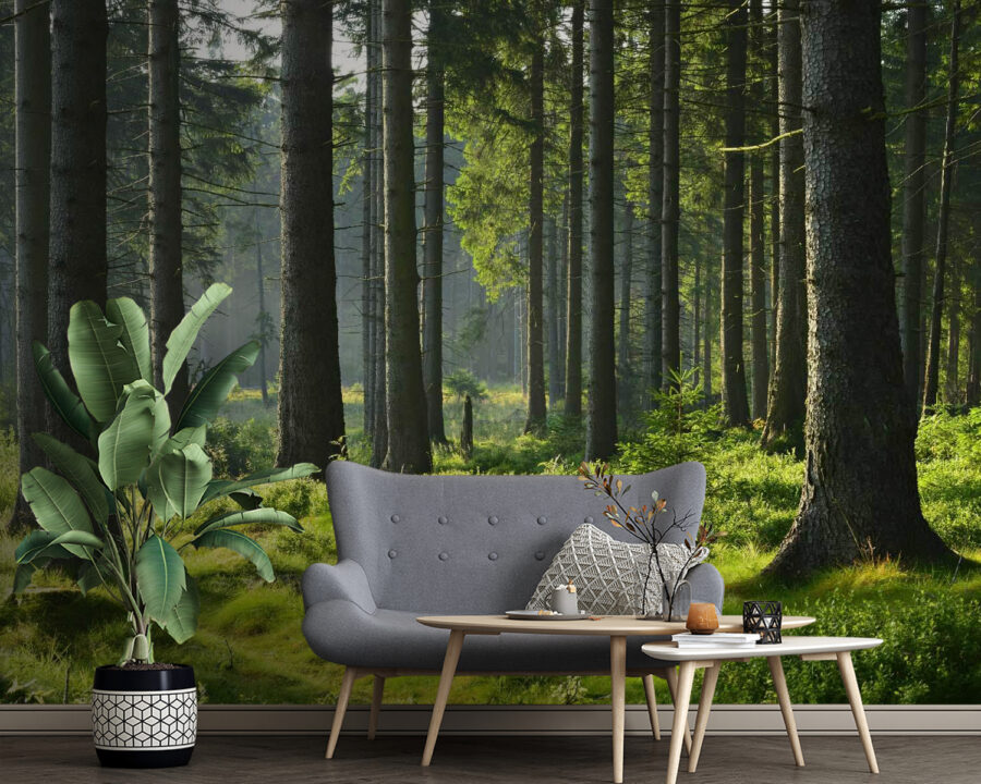 Foresta con alberi ad alto fusto ed erba