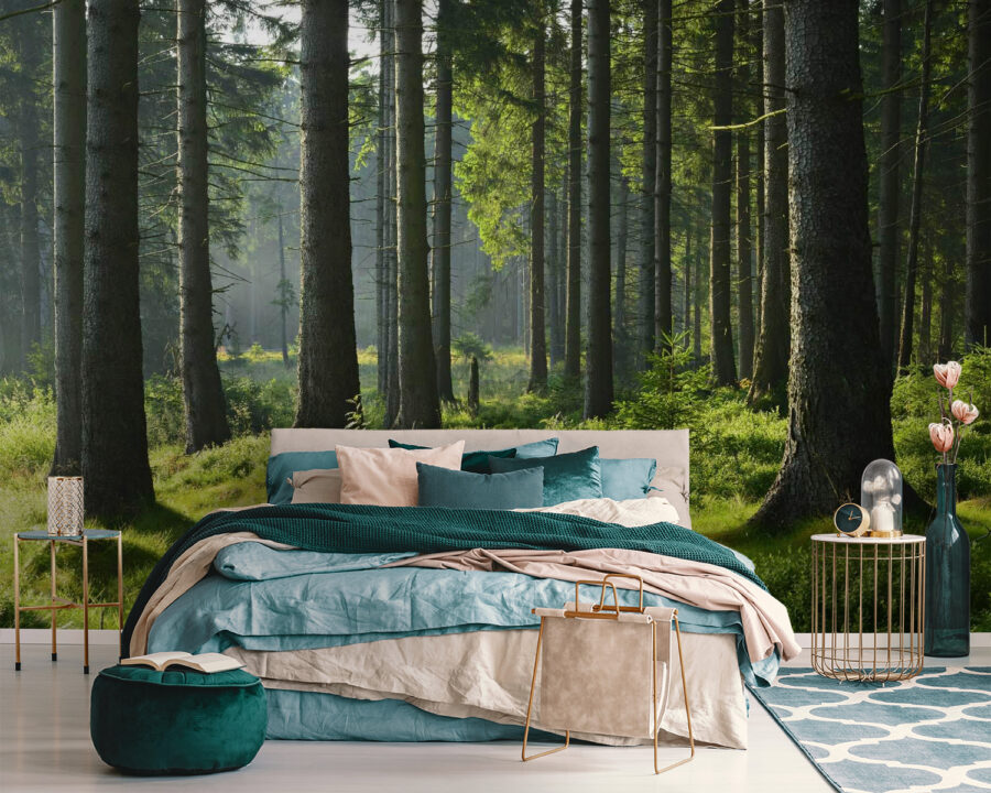 Foresta con alberi ad alto fusto ed erba