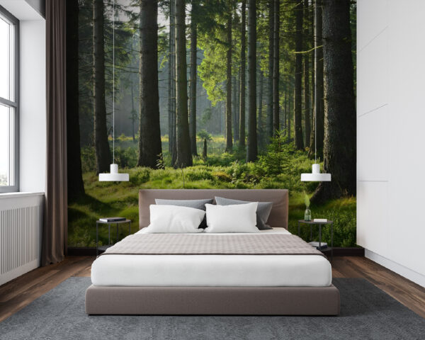 Foresta con alberi ad alto fusto ed erba Foresta con alberi ad alto fusto ed erba