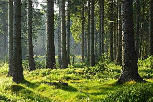 Foresta con alberi ad alto fusto ed erba Foresta con alberi ad alto fusto ed erba