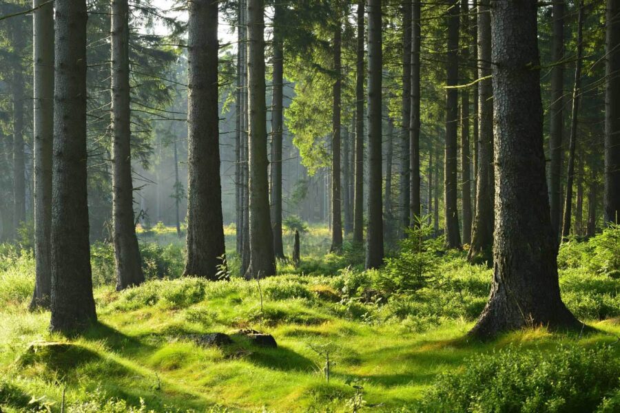 Foresta con alberi ad alto fusto ed erba